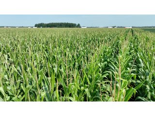 Property photo 11 - 30.8+/- ACRES LAND AUCTION OFFERED IN 2 TRACTS IN ALLEN COUNTY INDIANA