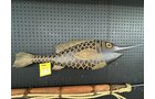 Property photo 71 - Barbies, Fenton, Personal Property & Collectibles Auction TIMED ONLINE ONLY IN ALLEN COUNTY, INDIANA