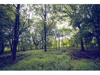 Property photo 135 - Eastern Oklahoma Land Auction - 855+/- Acres offered in 21 Tracts - Diverse Offering of Quality Ranch Land Near the I-40 Corridor