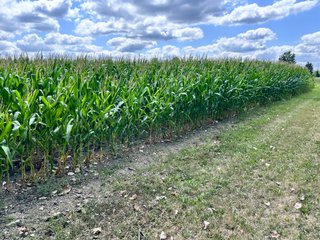 Property photo 16 - REAL ESTATE AUCTION - 48+/- ACRES OFFERED IN 4 TRACTS IN ALLEN COUNTY, INDIANA