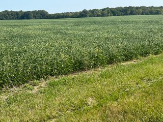 Property photo 60 - LAND AUCTION-121+/- ACRES OFFERED IN 4 TRACTS IN DEFIANCE COUNTY OHIO