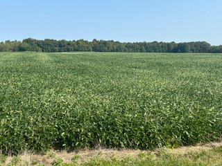 Property photo 75 - LAND AUCTION-121+/- ACRES OFFERED IN 4 TRACTS IN DEFIANCE COUNTY OHIO