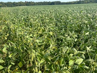 Property photo 72 - LAND AUCTION-121+/- ACRES OFFERED IN 4 TRACTS IN DEFIANCE COUNTY OHIO