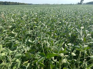 Property photo 71 - LAND AUCTION-121+/- ACRES OFFERED IN 4 TRACTS IN DEFIANCE COUNTY OHIO