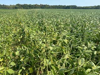 Property photo 70 - LAND AUCTION-121+/- ACRES OFFERED IN 4 TRACTS IN DEFIANCE COUNTY OHIO
