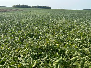 Property photo 68 - LAND AUCTION-121+/- ACRES OFFERED IN 4 TRACTS IN DEFIANCE COUNTY OHIO