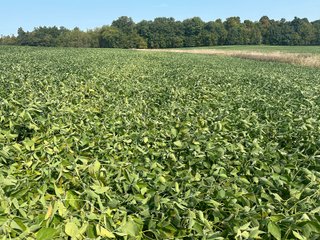 Property photo 67 - LAND AUCTION-121+/- ACRES OFFERED IN 4 TRACTS IN DEFIANCE COUNTY OHIO