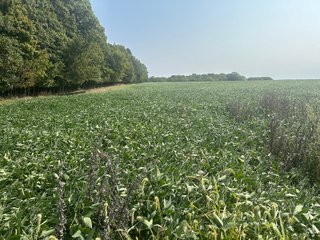 Property photo 66 - LAND AUCTION-121+/- ACRES OFFERED IN 4 TRACTS IN DEFIANCE COUNTY OHIO