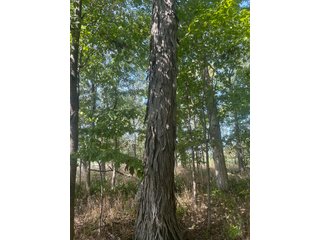 Property photo 64 - LAND AUCTION-121+/- ACRES OFFERED IN 4 TRACTS IN DEFIANCE COUNTY OHIO