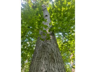 Property photo 77 - LAND AUCTION-121+/- ACRES OFFERED IN 4 TRACTS IN DEFIANCE COUNTY OHIO