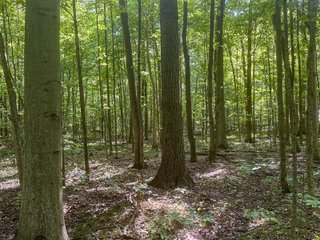 Property photo 82 - LAND AUCTION-121+/- ACRES OFFERED IN 4 TRACTS IN DEFIANCE COUNTY OHIO