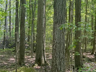 Property photo 2 - LAND AUCTION-121+/- ACRES OFFERED IN 4 TRACTS IN DEFIANCE COUNTY OHIO