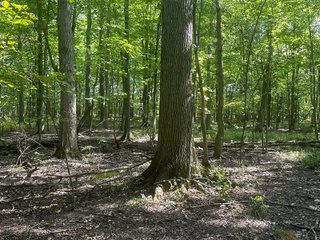 Property photo 81 - LAND AUCTION-121+/- ACRES OFFERED IN 4 TRACTS IN DEFIANCE COUNTY OHIO