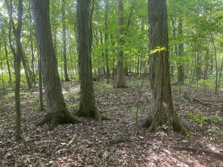 Property photo 80 - LAND AUCTION-121+/- ACRES OFFERED IN 4 TRACTS IN DEFIANCE COUNTY OHIO