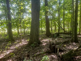 Property photo 79 - LAND AUCTION-121+/- ACRES OFFERED IN 4 TRACTS IN DEFIANCE COUNTY OHIO