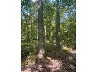 Property photo 78 - LAND AUCTION-121+/- ACRES OFFERED IN 4 TRACTS IN DEFIANCE COUNTY OHIO