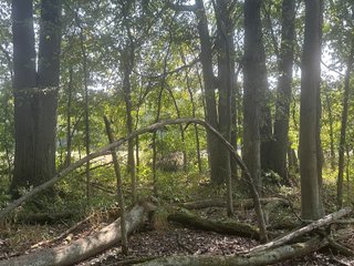Property photo 22 - LAND AUCTION-121+/- ACRES OFFERED IN 4 TRACTS IN DEFIANCE COUNTY OHIO