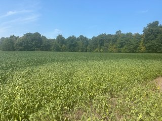 Property photo 21 - LAND AUCTION-121+/- ACRES OFFERED IN 4 TRACTS IN DEFIANCE COUNTY OHIO