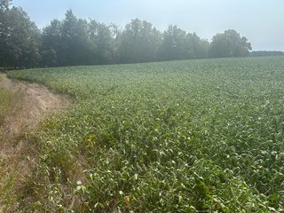Property photo 19 - LAND AUCTION-121+/- ACRES OFFERED IN 4 TRACTS IN DEFIANCE COUNTY OHIO