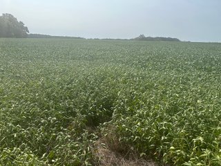 Property photo 18 - LAND AUCTION-121+/- ACRES OFFERED IN 4 TRACTS IN DEFIANCE COUNTY OHIO