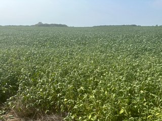 Property photo 17 - LAND AUCTION-121+/- ACRES OFFERED IN 4 TRACTS IN DEFIANCE COUNTY OHIO
