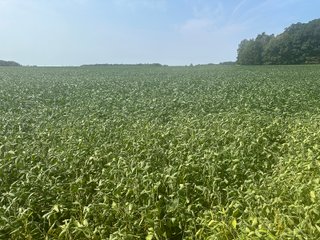 Property photo 16 - LAND AUCTION-121+/- ACRES OFFERED IN 4 TRACTS IN DEFIANCE COUNTY OHIO