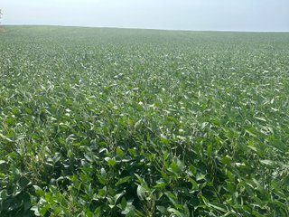 Property photo 7 - LAND AUCTION-121+/- ACRES OFFERED IN 4 TRACTS IN DEFIANCE COUNTY OHIO