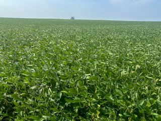 Property photo 6 - LAND AUCTION-121+/- ACRES OFFERED IN 4 TRACTS IN DEFIANCE COUNTY OHIO