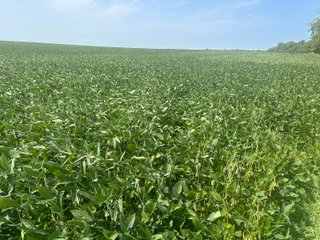 Property photo 5 - LAND AUCTION-121+/- ACRES OFFERED IN 4 TRACTS IN DEFIANCE COUNTY OHIO
