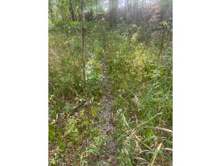 Property photo 4 - LAND AUCTION-121+/- ACRES OFFERED IN 4 TRACTS IN DEFIANCE COUNTY OHIO