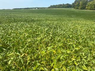 Property photo 26 - LAND AUCTION-121+/- ACRES OFFERED IN 4 TRACTS IN DEFIANCE COUNTY OHIO