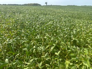 Property photo 25 - LAND AUCTION-121+/- ACRES OFFERED IN 4 TRACTS IN DEFIANCE COUNTY OHIO