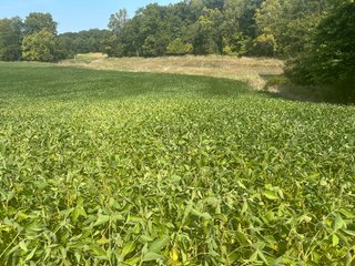 Property photo 24 - LAND AUCTION-121+/- ACRES OFFERED IN 4 TRACTS IN DEFIANCE COUNTY OHIO