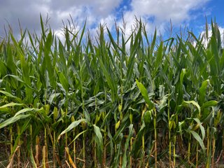 Property photo 1 - LAND AUCTION - 76+/- Acres Offered In 5 Tracts In LaPorte County Indiana