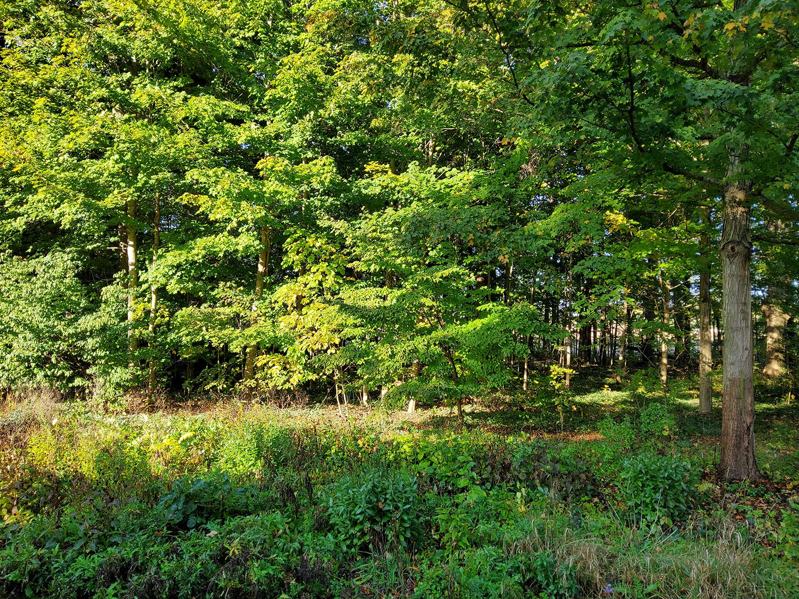 Property photo 111 - REAL ESTATE AUCTION OFFERED IN 1 TRACT IN WHITLEY COUNTY INDIANA