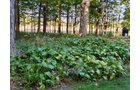 Property photo 128 - REAL ESTATE AUCTION OFFERED IN 1 TRACT IN WHITLEY COUNTY INDIANA