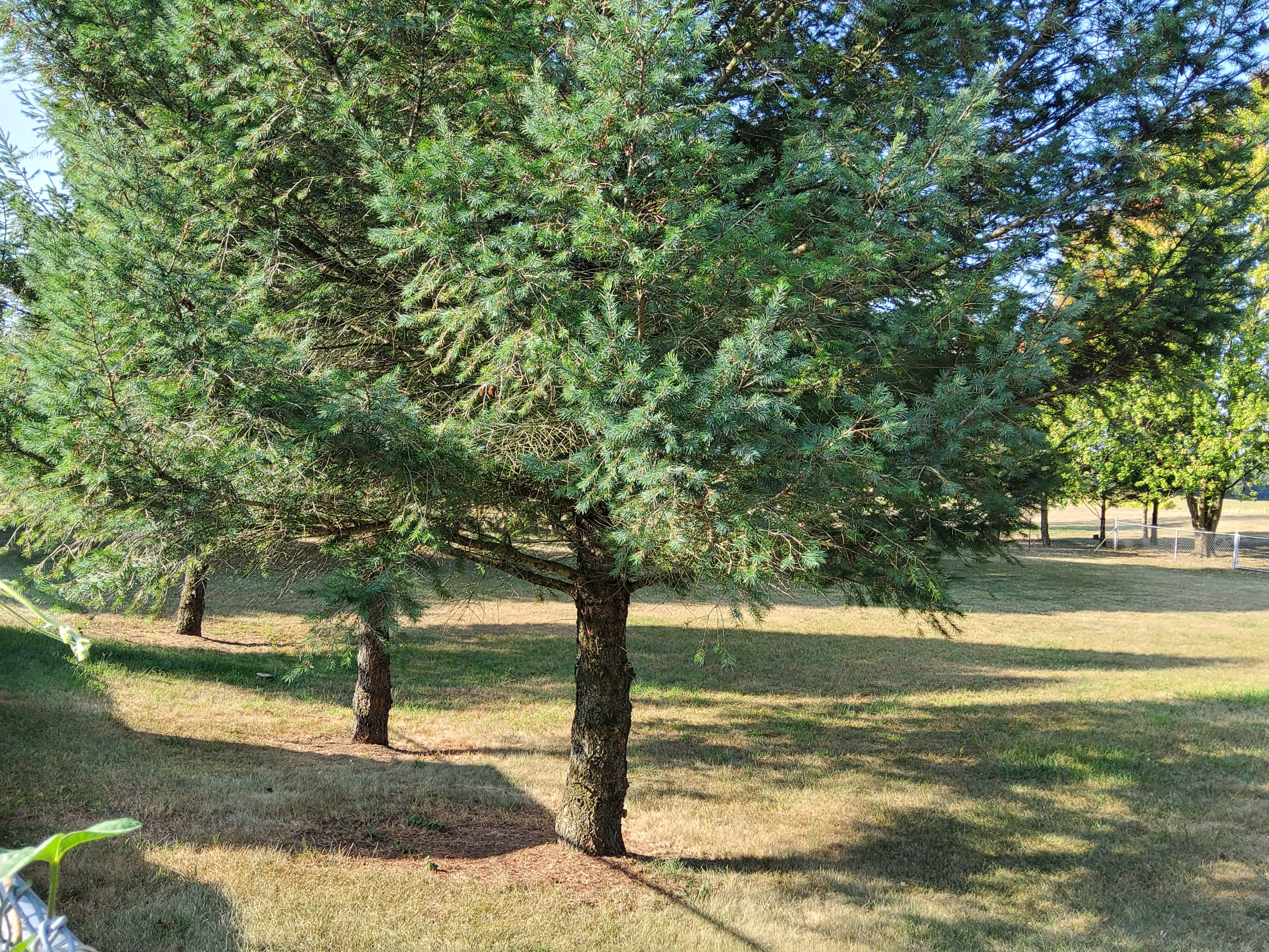 Property photo 53 - REAL ESTATE AUCTION OFFERED IN 2 TRACTS IN WHITLEY COUNTY INDIANA