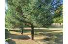 Property photo 53 - REAL ESTATE AUCTION OFFERED IN 2 TRACTS IN WHITLEY COUNTY INDIANA