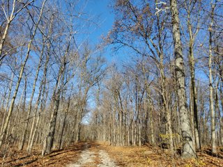 Property photo 6 - REAL ESTATE AUCTION - 30+/- ACRES OFFERED IN 2 TRACTS IN ALLEN COUNTY, INDIANA