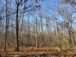 Property photo 8 - REAL ESTATE AUCTION - 30+/- ACRES OFFERED IN 2 TRACTS IN ALLEN COUNTY, INDIANA
