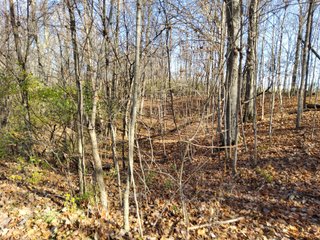Property photo 11 - REAL ESTATE AUCTION - 30+/- ACRES OFFERED IN 2 TRACTS IN ALLEN COUNTY, INDIANA