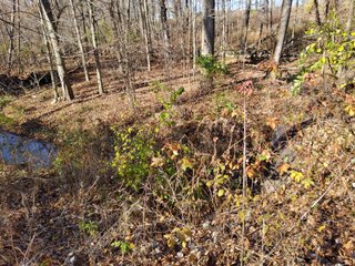 Property photo 12 - REAL ESTATE AUCTION - 30+/- ACRES OFFERED IN 2 TRACTS IN ALLEN COUNTY, INDIANA