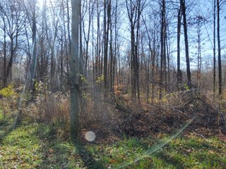 Property photo 22 - REAL ESTATE AUCTION - 30+/- ACRES OFFERED IN 2 TRACTS IN ALLEN COUNTY, INDIANA