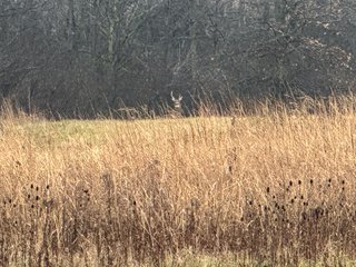 Property photo 11 - LAND AUCTION - 80+/- ACRES OFFERED IN 4 TRACTS IN DEKALB COUNTY, INDIANA