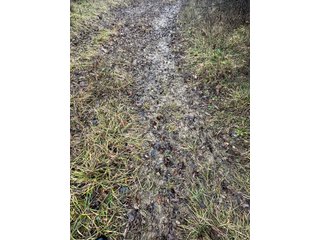 Property photo 15 - LAND AUCTION - 80+/- ACRES OFFERED IN 4 TRACTS IN DEKALB COUNTY, INDIANA