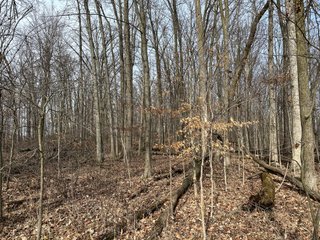 Property photo 68 - LAND AUCTION - 80+/- ACRES OFFERED IN 4 TRACTS IN DEKALB COUNTY, INDIANA