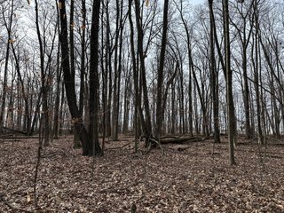 Property photo 69 - LAND AUCTION - 80+/- ACRES OFFERED IN 4 TRACTS IN DEKALB COUNTY, INDIANA