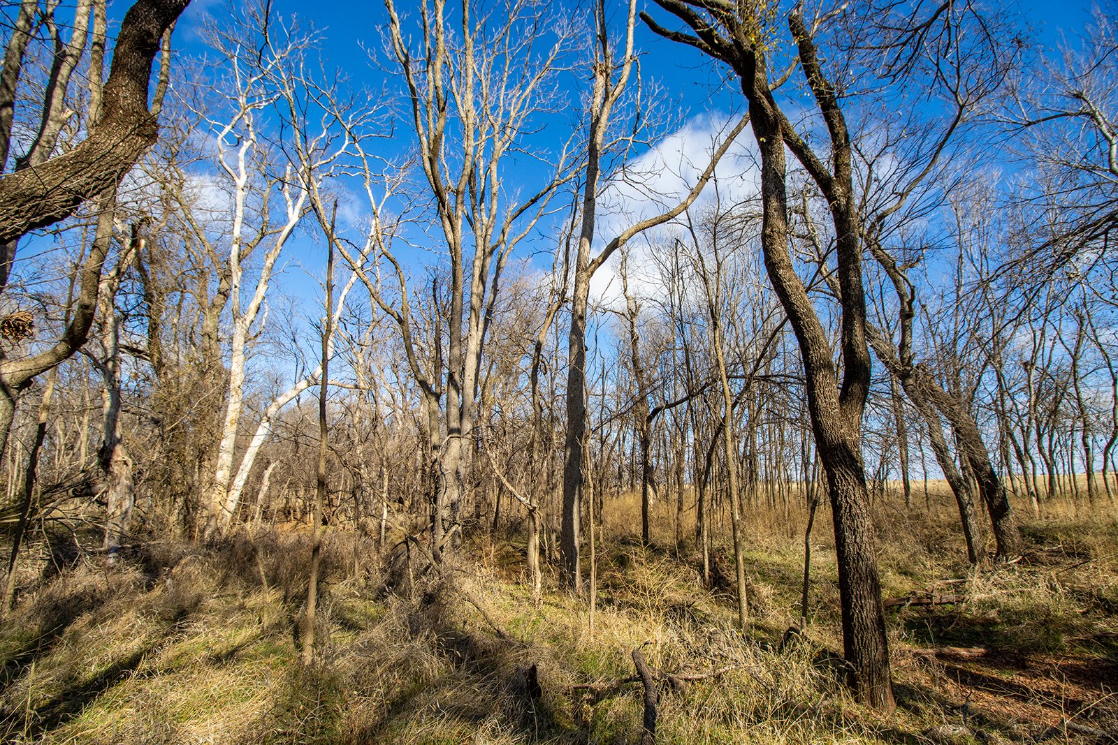 Property photo 13 - TIMED ONLINE REAL ESTATE - PREMIER SMALL ACREAGE BUILDING SITES - WOLF CREEK ESTATES IN KINGFISHER COUNTY, OKLAHOMA
