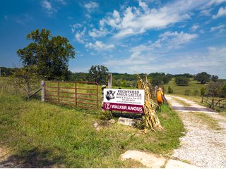 Property photo 5 - LAND AUCTION - 334+/- ACRES OFFERED IN 6 TRACTS IN DOUGLAS COUNTY, MISSOURI