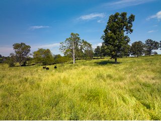 Property photo 11 - LAND AUCTION - 334+/- ACRES OFFERED IN 6 TRACTS IN DOUGLAS COUNTY, MISSOURI
